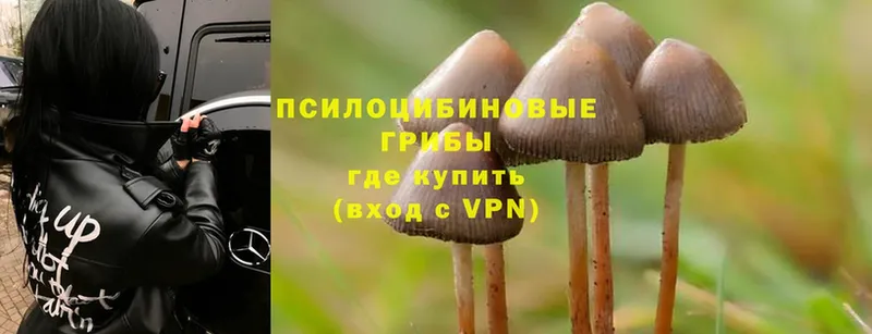 Псилоцибиновые грибы Psilocybe  купить наркоту  OMG ТОР  Бахчисарай 